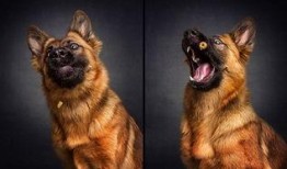 狼狗最新爆料图片表情包,萌态可掬，笑翻网友